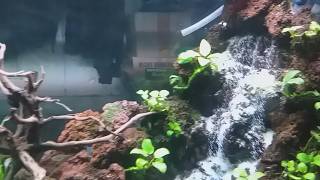 Aquascape aquarium on 100x30x30 tank with waterfall [upl. by Rats]