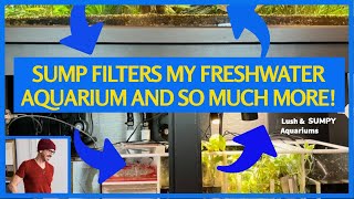 Using Sump to Filter Freshwater Display Aquarium Tips Tricks amp Benefits [upl. by Eisinger]