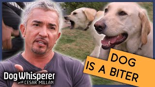 Cesar Millan Gets Bitten By Dog  Season 9 Episode 12  Dog Whisperer [upl. by Eynttirb966]