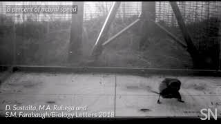 See how a hunting shrike shakes a mouse for its meal  Science News [upl. by Nations]