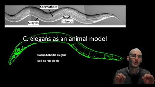 Cultivation Caenorhabditis elegans In Three Dimensions In LabPreview [upl. by Scales224]