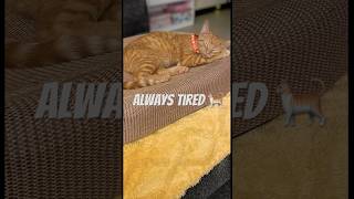 Cats of YouTube Feline Tabby Furbaby Sleeps So Adorable napster cat purrfect catblogger tabby [upl. by Kline]