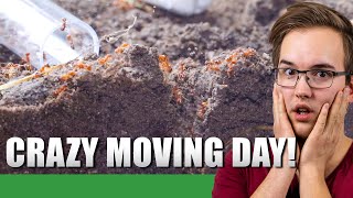 MY NEW GIANT EUROPEAN FIRE ANT COLONY  Myrmica Rubra Update 1  Ant Holleufer [upl. by Deana45]