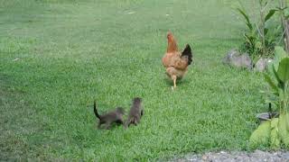 Otter pups checking out a chicken [upl. by Chicoine553]