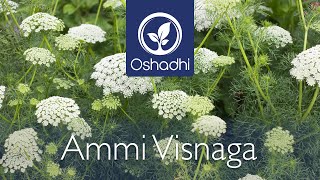 Ammi visnaga Khella  EssentialOilPlant Portrait by Dr Malte Hozzel [upl. by Elise]