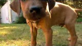 Rhodesian Ridgeback Video Animal Planet [upl. by Airdnua]