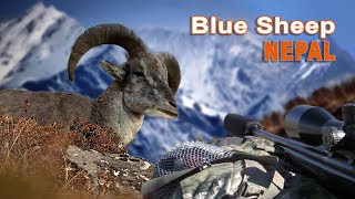 Blue Sheep hunting in Népal  Chasse au Bharal au Népal  2021 [upl. by Trutko177]