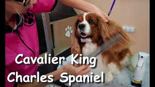 Cavalier King Charles Spaniel Grooming [upl. by Eehsar]