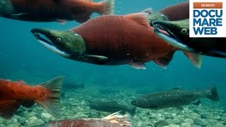 Documentario Jacques Cousteau  Lodissea del salmone rosso  La grande avventura del mare [upl. by Remos]