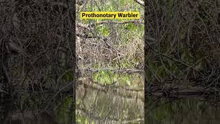 Prothonotary Warbler Singing  Sound Up nature birds warblers fishing bass shorts [upl. by Tybi737]