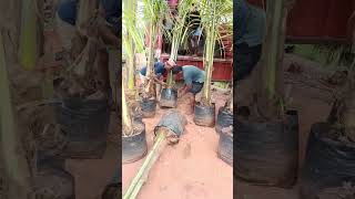 We bought coconut plants from Kadiam Nursery  We are loading coconut plants [upl. by Ace350]