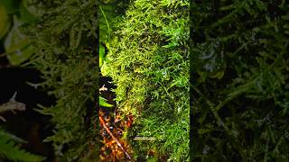 DIY waterfall and green moss shot effect 🎥📱videography nature video cinematic shorts [upl. by Hanej]