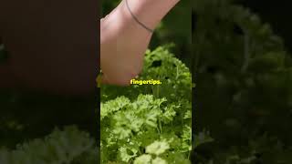 Grow Your Own Kitchen Herb Garden in 30 Seconds [upl. by Walling572]