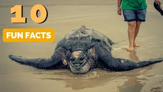 10 Fun Facts About Leatherback Sea Turtles you Probably Dont Know [upl. by Aicetel]