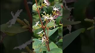 Ichnocarpus frutescens Apocynaceae family nature wildflowers trending forests flora forest [upl. by Ecirad]