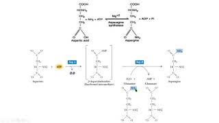 asparagine synthesis síntesis de asparagina bioquimica biochemistry [upl. by Nasaj]