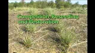 Yellow Starthistle Managing an Invasive Alien Species [upl. by Aihsa]