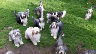 Bearded Collie garden party [upl. by Animlehliw]