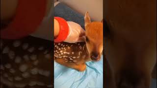 Deer stuck in wooden fence is lucky to be rescued and adopted deer rescuedeer short [upl. by Eldwin]