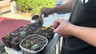 Watering and Propagation Tips for Healthy Growth [upl. by Kluge]