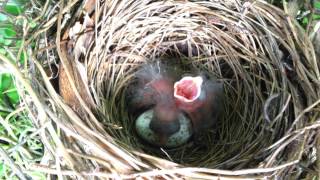 Baby Birds in Nest Opening Mouths for Food [upl. by Arannahs]