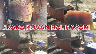 Kara kovan Bal hasadı arıcılık [upl. by Agnot487]