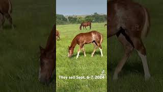 These foals sell at The Pitzer Ranch Sept 67 horsesale pitzerranch horses foals westernhorse [upl. by Pillihpnhoj278]