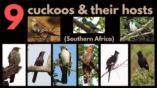 9 CUCKOOS AND THEIR BROOD HOSTS  a list of the main hosts of each cuckoo  BROOD PARASITISM [upl. by Antonino]