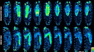 Axis formation in DrosophilaL5 Torso gene concept amp experiments on Drosophila embryo CSIR net [upl. by Anialahs]