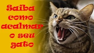 Como acalmar o seu gato quando ele estiver agressivo 141 [upl. by Damaris590]