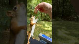 The first red squirrel to catch a walnut😯🌰🐿️ squirrelwhisperer Squirrelette [upl. by Rick]