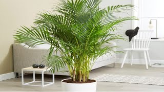 Areca Palm Indoor Setting indoorgardening indoorplants arecapalm youtubeshortshomedecor [upl. by Eilatam]