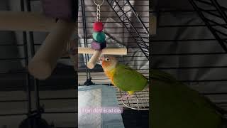 DD the pineapple conure playing with the toy pineappleconure cutebirds greencheekconure parrot [upl. by Heigl]