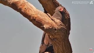 African Bateleur Eagle Visit The Waterhole Oct 312024 [upl. by Hildick6]