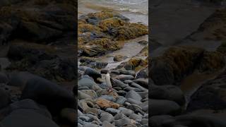 Rarest Penguin yelloweyed rare penguin newzealand wildlife canonphotography marinelife love [upl. by Hannan]