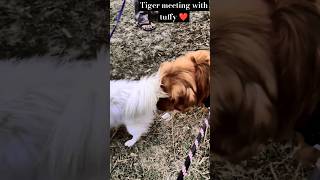 tiger meeting with tuffy  goldenretiever goldens doglover goldenretriever [upl. by Allie]