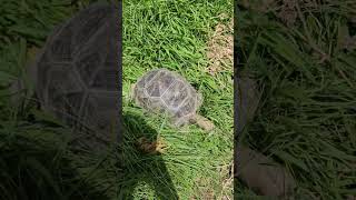 Aldabra Tortoise Growing Super Fast [upl. by Tapes]