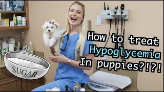 Managing Hypoglycemia in Puppies  CRASHED PUPPIES [upl. by Hurless]