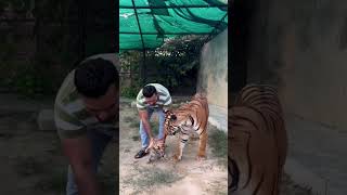 TIGER BABBY 🐯 SO CUTE 🍼😍tiger lion nature love tigerbaby jungle [upl. by Atinar]