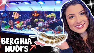 Berghia Nudibranch for Aiptasia Removal 220g Reef Tank Update [upl. by Lilla]