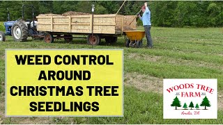 42 Weed Control Around Christmas Tree Seedlings [upl. by Nowtna170]