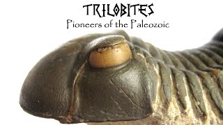 TRILOBITES Pioneers of the Paleozoic [upl. by Salem]