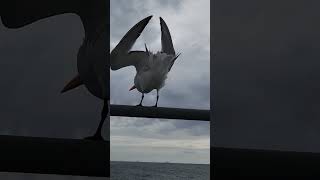 When the seabirds love your ship seafarers seabirds seagulls cargocarrier ocean ornithology [upl. by Eedrahc]