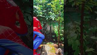 spiderman funny marvel spider cosplay maycadance entretenimento vfxupendra automobile [upl. by Eob988]