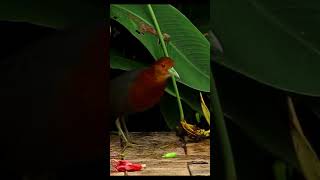 Rednecked Crake [upl. by Atsed610]