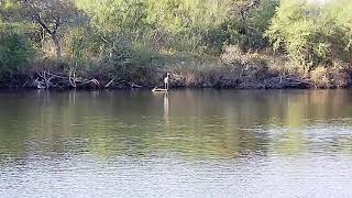 CRAZY JUMPING FISH Labonte park Corpus Christi TX [upl. by Verger]