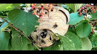 Hornet Nest Adjacent To Pool Removed [upl. by Einhpets260]