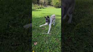 So funktioniert unser Freilauf 🙌🏼😊 tauberhund hunde yuka hundetraining information shorts [upl. by Demahum814]