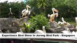 Experience Bird Show in Jurong Bird Park  Singapore [upl. by Bellina]