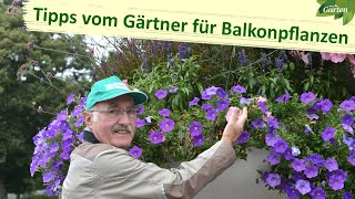 Tipps vom Gärtner für Balkon und Kübelpflanzen  MDR Garten  MDR [upl. by Eitsyrc]